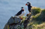 Puffins