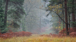 Paved with Gold - New Forest