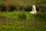Barn Owl - Hollesley Marshes