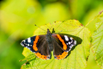 Red Admiral Butterfly - DSC_5864