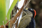 Black-cheeked Woodpeck...