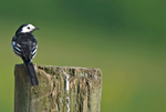 Pied Wagtail