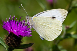 Large White - Pieris brassicae