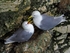 Kittiwakes