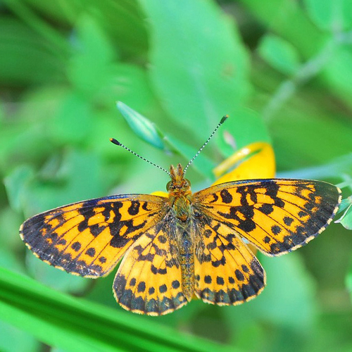 A Silver-bordered Fritillary