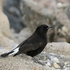 Black Wheatear (Oenanthe leucura) M
