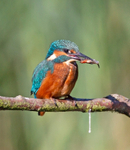 Kingfisher - Alcedo atthis