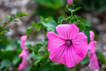 Annual Mallow - DSC_5230