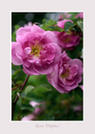Rosa 'Poppius' 1