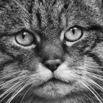 Scottish Wildcat