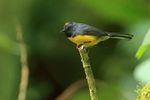 Slate-throated Redstart, Pipeline Trail, Boquete, Panama