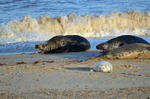 Atlantic Grey Seal
