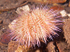 Psammechinus miliaris