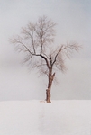 TheTree2007Layer190019