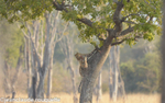 A leopard taking its prey from the tree