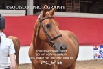JAC_6458