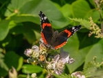 Red Admiral