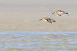 Two Dunlins on landing approach, Fort De Soto, Florida
