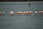 Greater Flamingos
