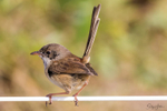 Immature Male 4