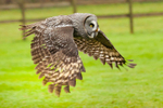 great grey owl stryx nebulosa-0655