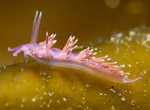 Edmundsella pedata