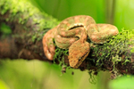 Eyelash Viper resting on a moss-covered branch in the rainforest