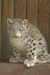 Snow Leopard Cub - Hara