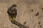 Common Buzzard