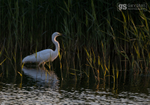 Great White Egret, Somerset Levels