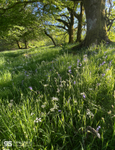 Summer meadow, Snowdonia