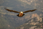 Lammergeier gliding feet down, Catalonia, Spain