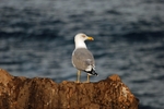 Yellow-legged Gull