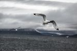 Kittiwake 7624