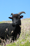 Goats _ AN 0038