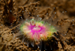 Caryophyllia smithii
