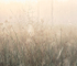 Crane Lake Fog--September Dawn
