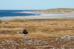 Magellanic Oystercatcher