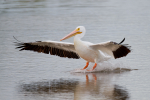 White Pelican