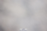 241201X-130913-01460