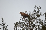 White-tailed Eagle