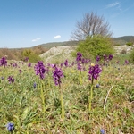 Green Winged orchid  (Anacamptis morio) syn Orchis morio)