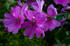 Tree Mallow - purple - DSC_4208