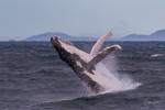 0A3A2559. Humpback Breach 11