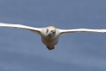 Gannet Eyeballing