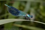 Banded Demoiselle (Calopteryx splendens) male