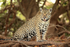 Jaguar sitting up, Corixo Negro, Mato Grosso, Brazil