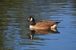 Canada Goose