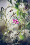 Giant Willowherb