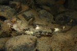 Callionymus reticulatus
